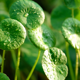 Gotu Kola