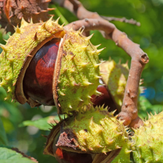 Horse Chestnut