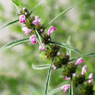 Motherwort